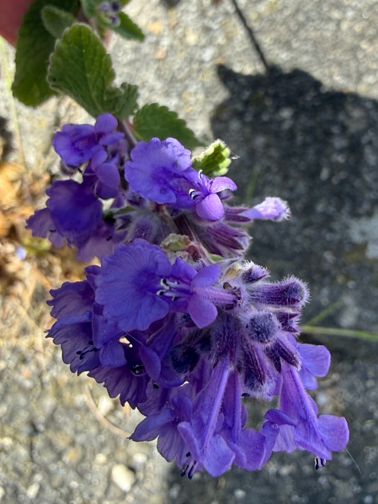 Nepeta (catmints)