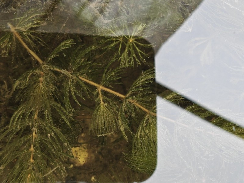 Ceratophyllum demersum (coontail) (alternate view 11)