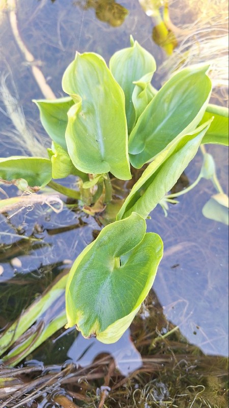 Calla palustris (marsh calla)