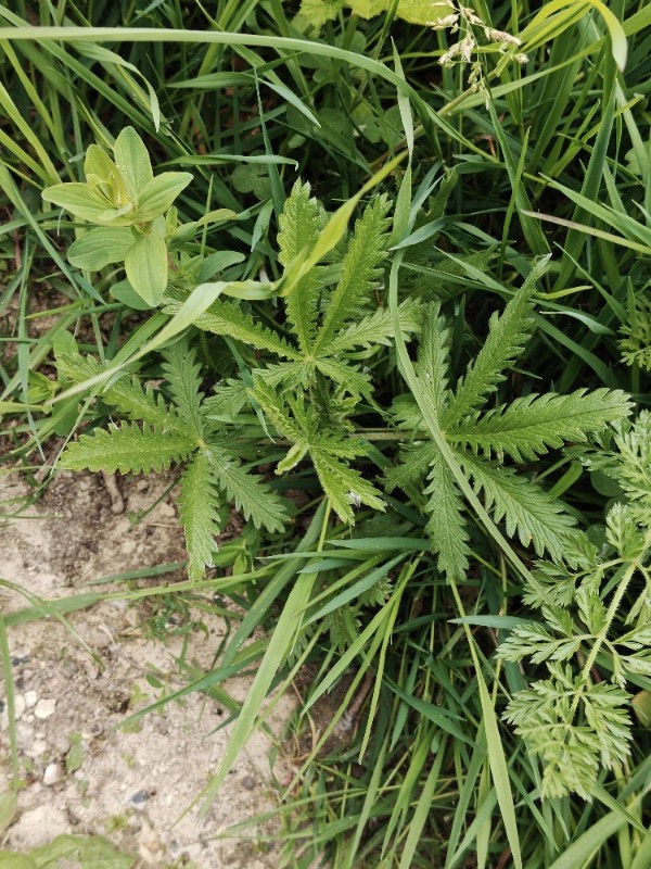 Potentilla recta (sulfur cinquefoil) (alternate view 12)