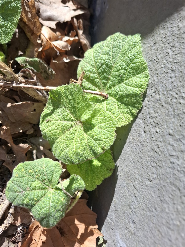 Alcea (hollyhocks) (alternate view 2)