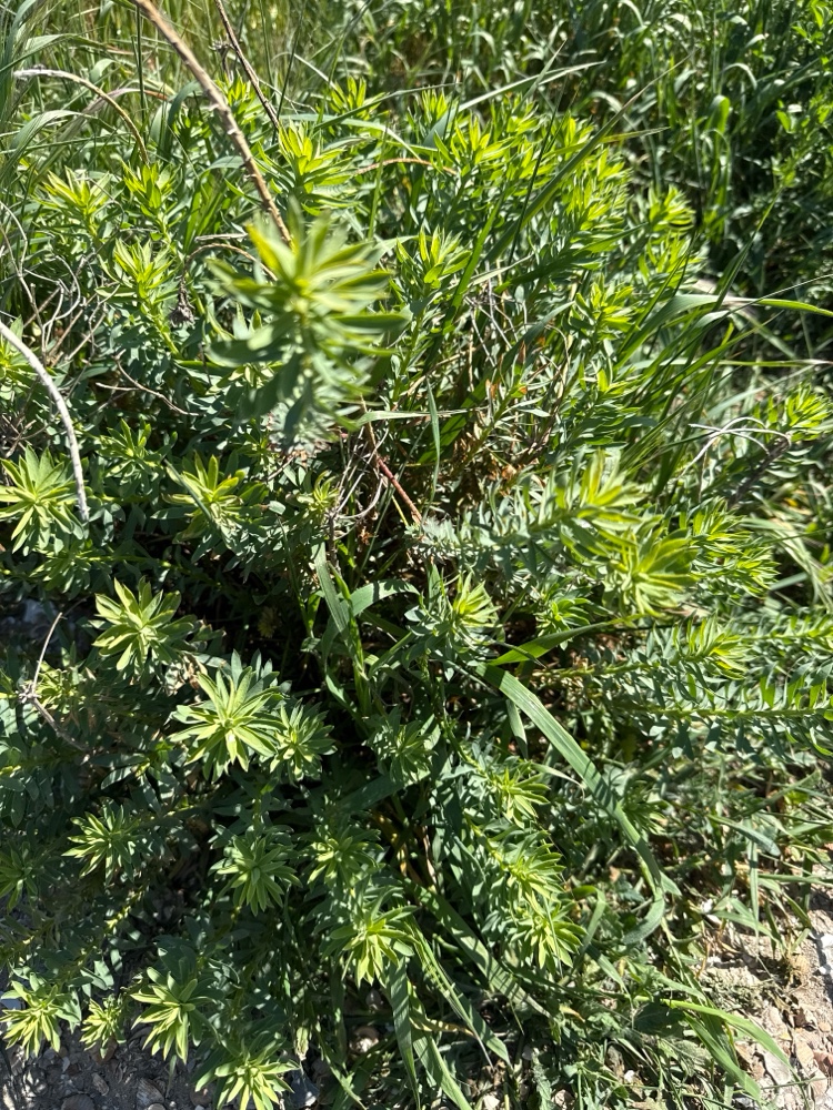 Euphorbia seguieriana (alternate view 4)
