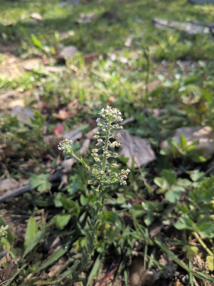 Lepidium campestre (field peppergrass) (alternate view 12)