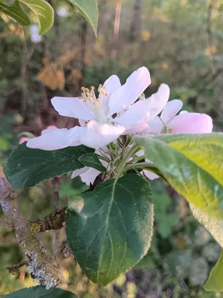 Malus domestica (apple) (alternate view 10)