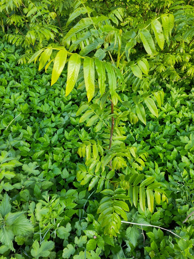 Pterocarya fraxinifolia (Caucasian Wingnut) (alternate view 12)