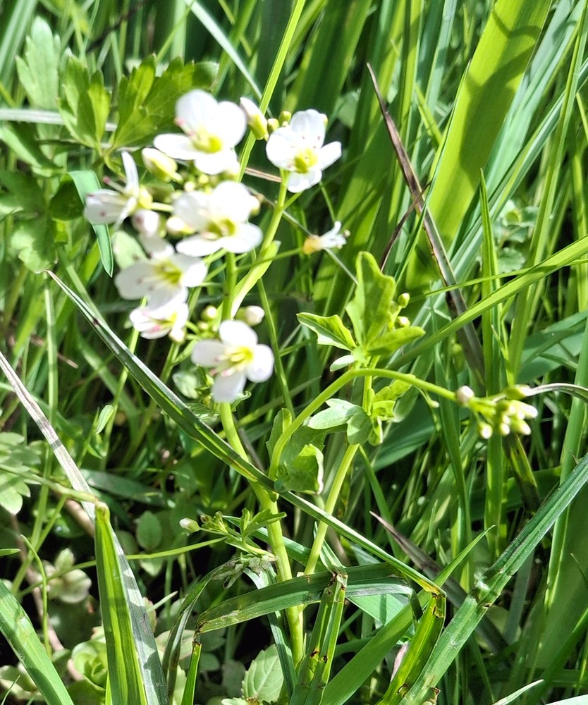 Cardamine amara (large bittercress) (alternate view 11)