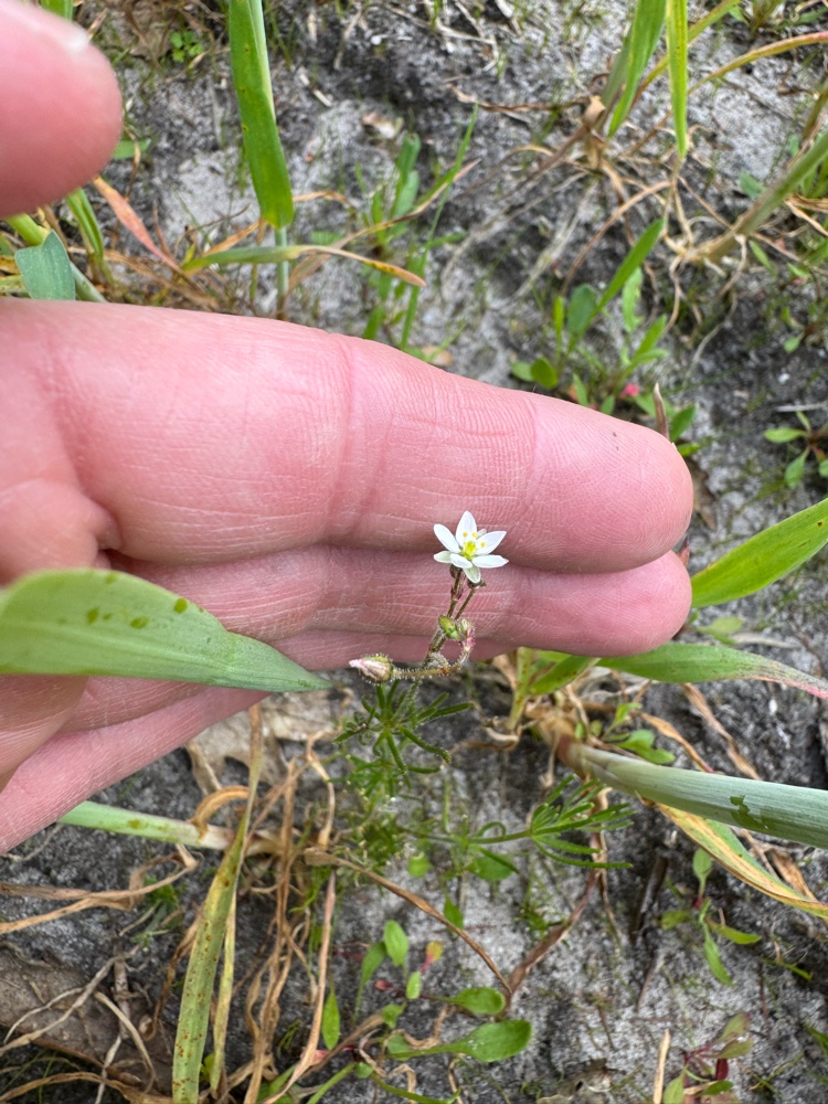 Spergula arvensis (Corn spurrey) (alternate view 13)