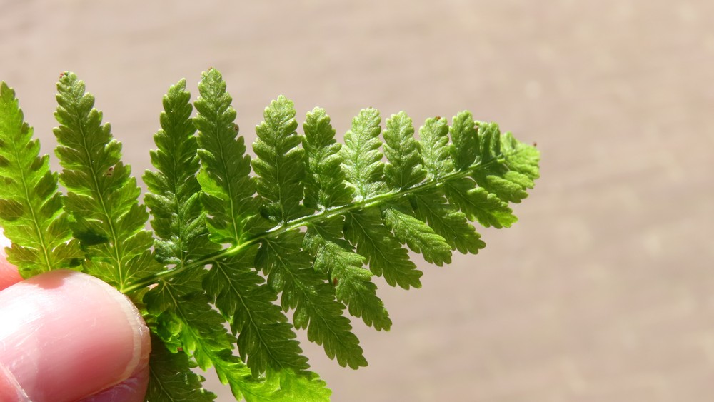 Athyrium filix-femina (lady fern) (alternate view 10)