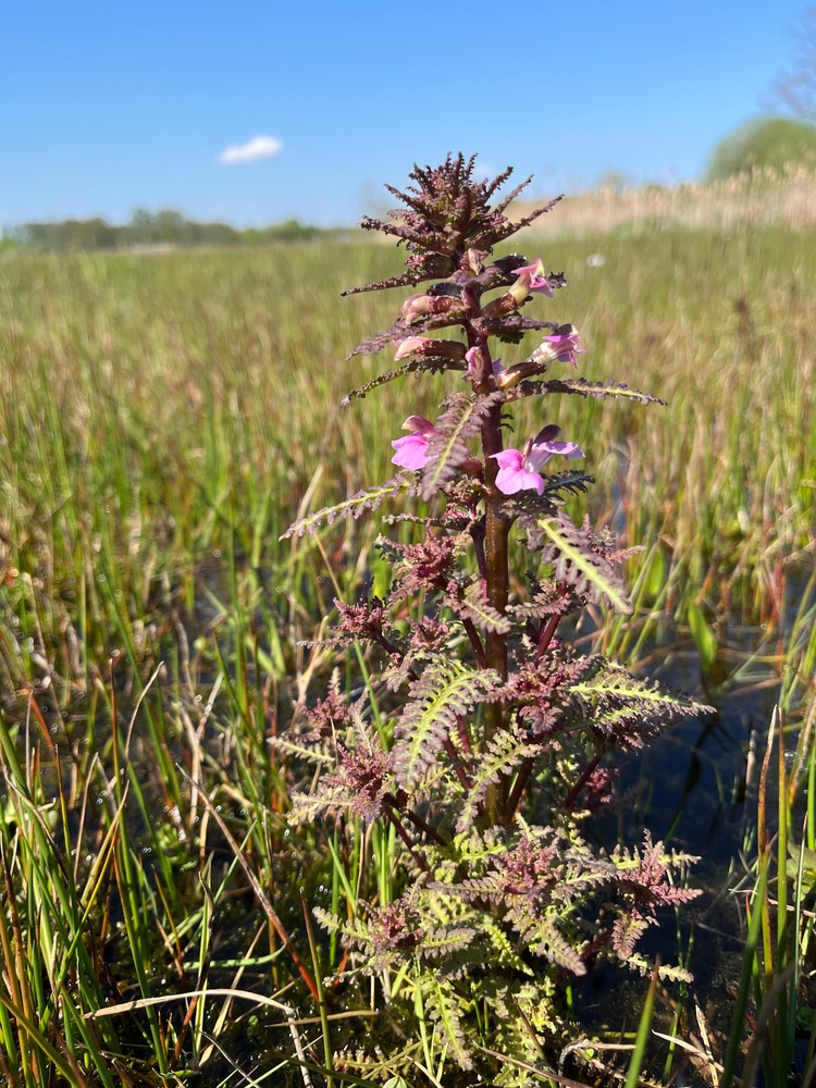 Pedicularis palustris (Marsh Lousewort) (alternate view 11)