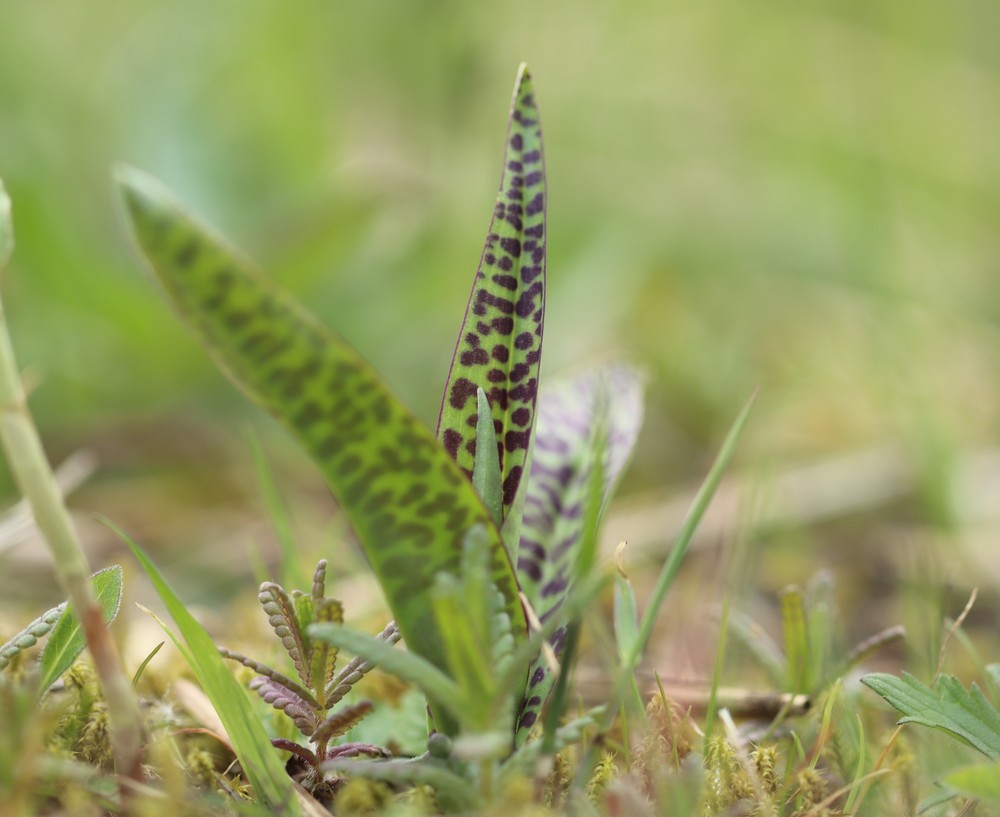 Dactylorhiza (Marsh orchids)