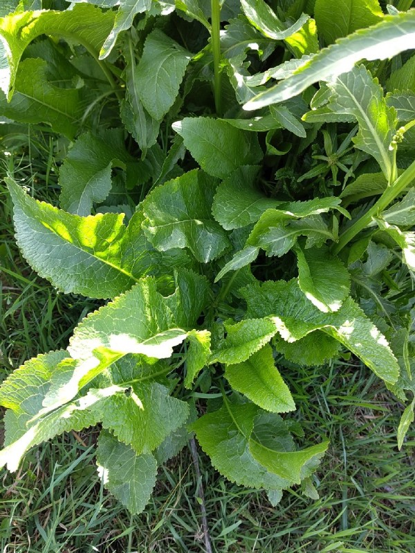 Armoracia rusticana (Horseradish) (alternate view 11)