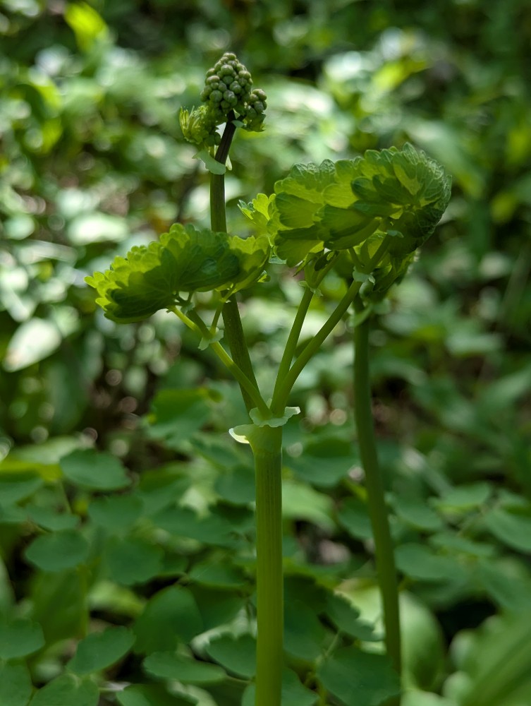 Thalictrum aquilegiifolium (Columbine Meadow Rue) (alternate view 11)