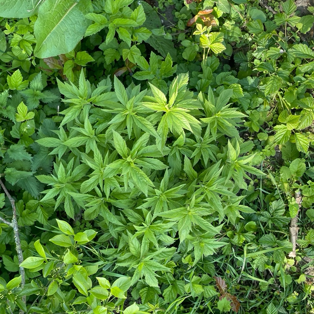 Eupatorium (bonesets)