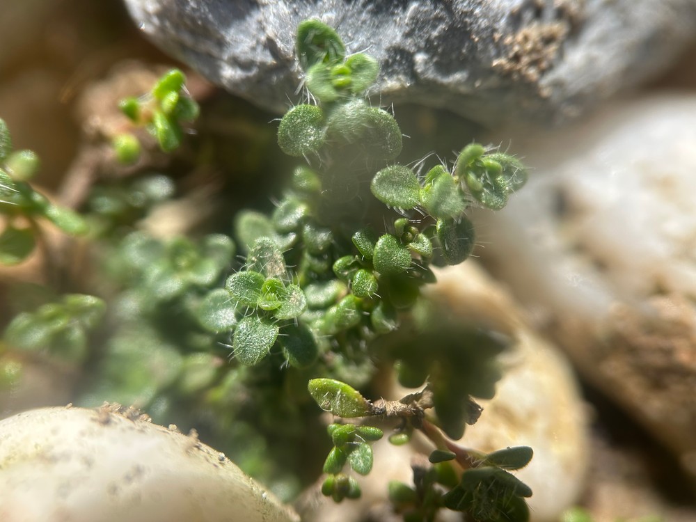 Thymus praecox (Mother of Thyme) (alternate view 11)