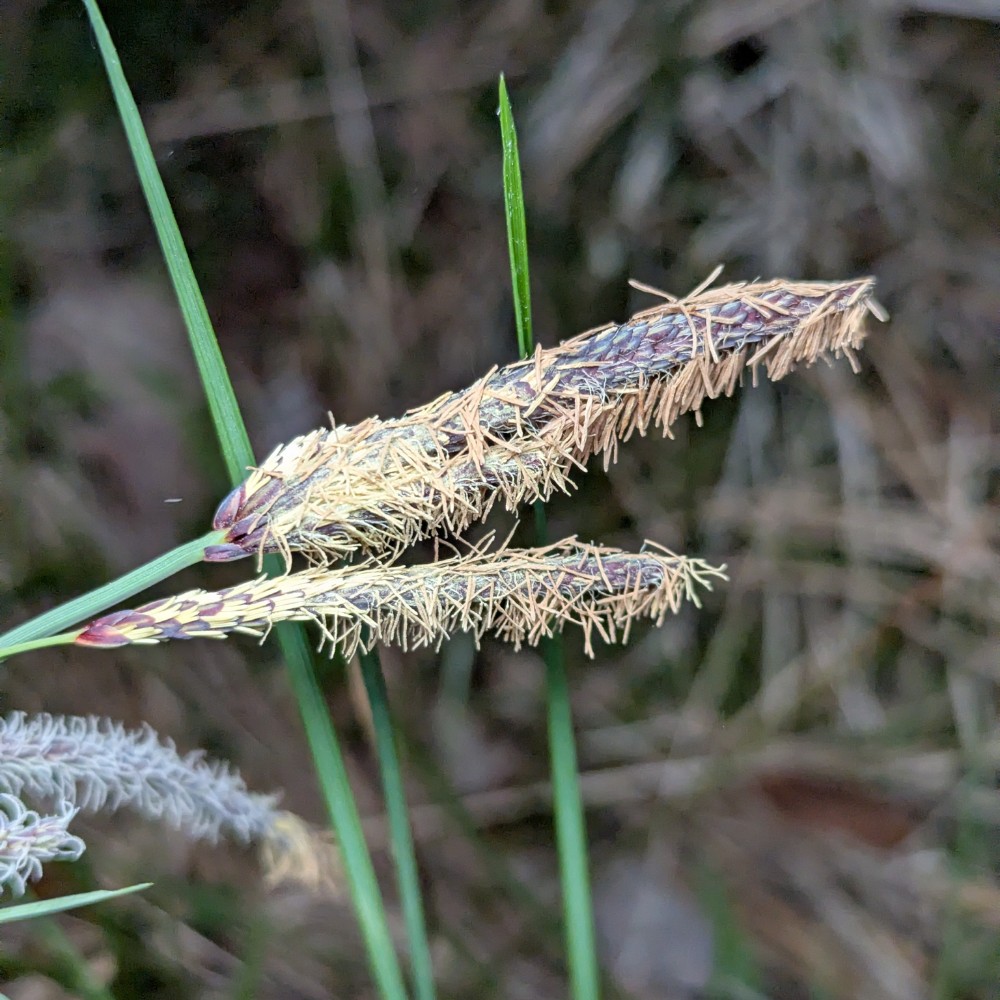 Carex flacca (Blue Sedge) (alternate view 11)