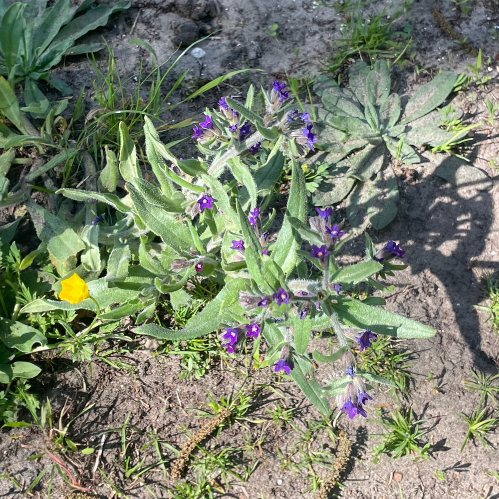 Anchusa officinalis (common bugloss) (alternate view 14)
