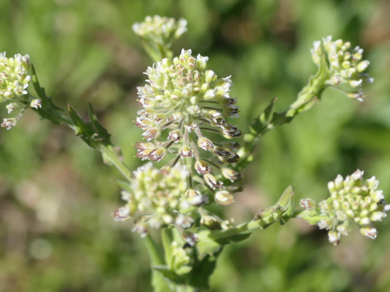 Lepidium campestre (field peppergrass) (alternate view 11)