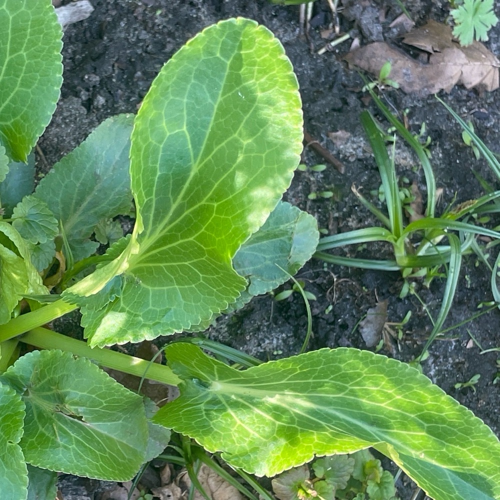Eryngium planum (Blue Eryngo) (alternate view 12)