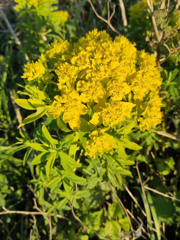 Euphorbia palustris (alternate view 2)