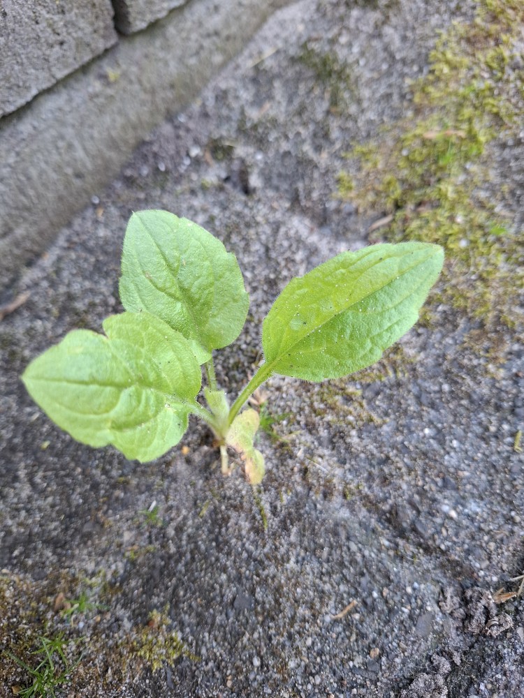 Erigeron annuus (annual fleabane) (alternate view 10)