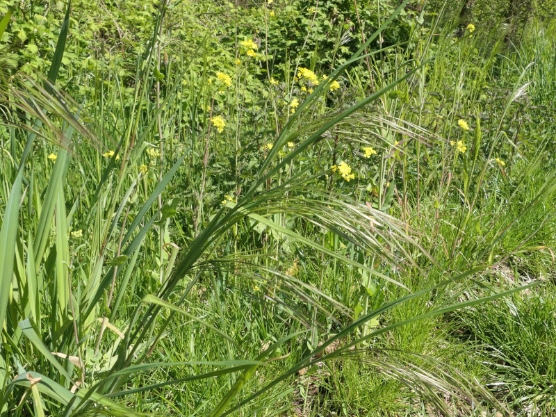 Bromus sterilis (barren brome) (alternate view 11)