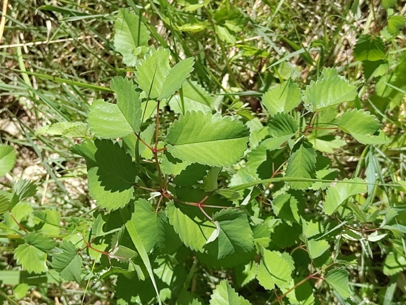 Sanguisorba (burnets) (alternate view 3)
