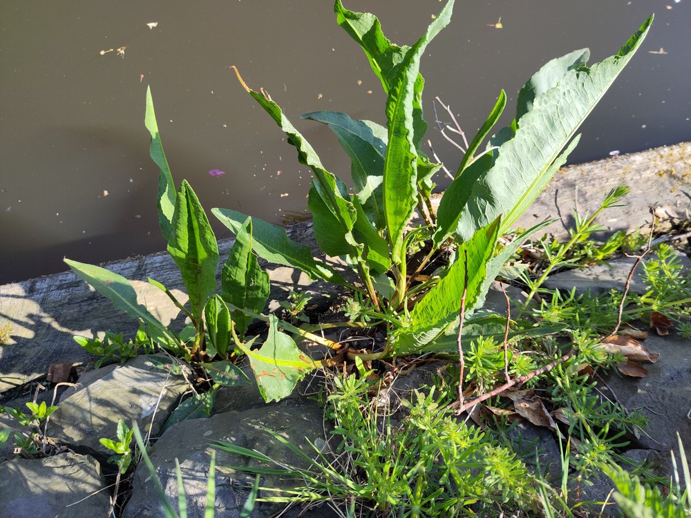 Rumex hydrolapathum (Water Dock) (alternate view 12)