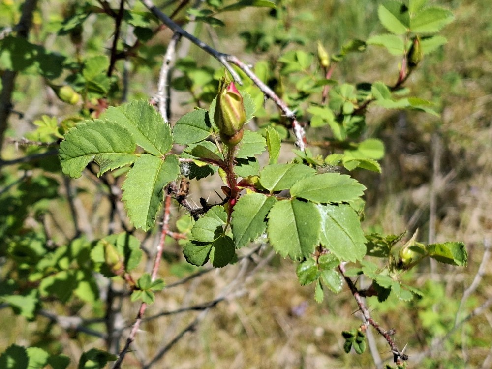 Rosa spinosissima (Burnet Rose) (alternate view 11)
