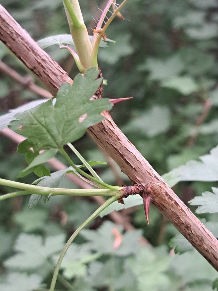Ribes divaricatum (Coast Black Gooseberry)