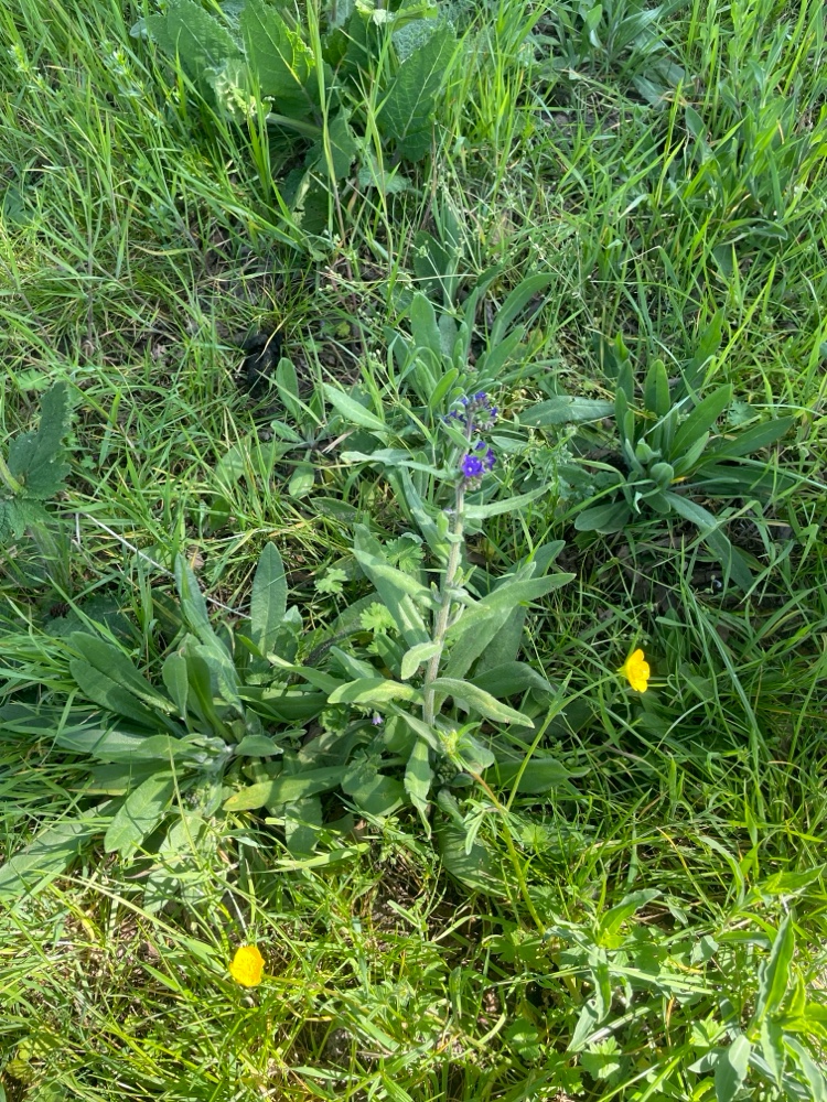 Anchusa officinalis (common bugloss) (alternate view 13)