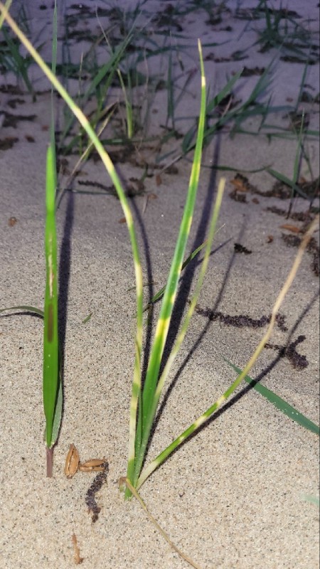 Carex hirta (hairy sedge) (alternate view 9)