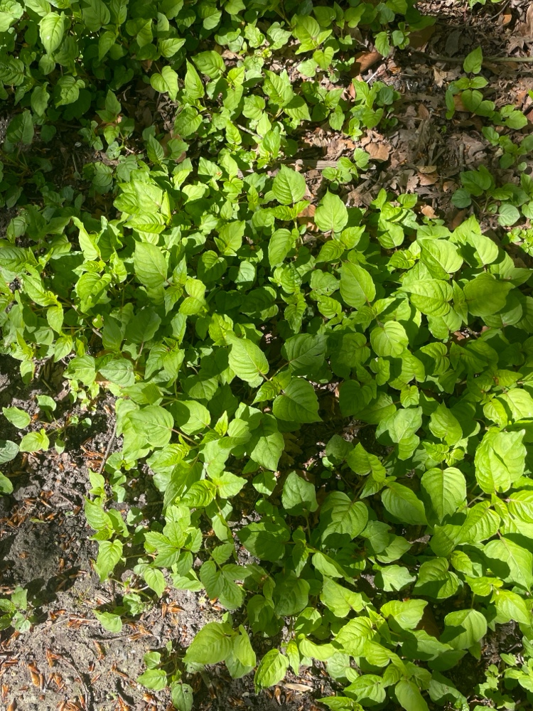 Circaea (enchanter's nightshades) (alternate view 4)