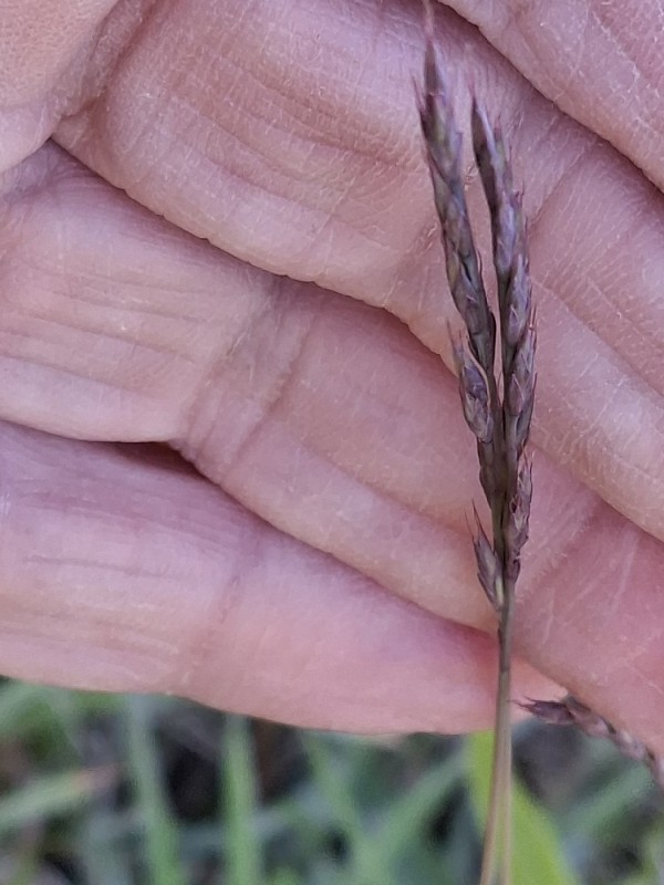 Festuca rubra (Red Fescue) (alternate view 10)