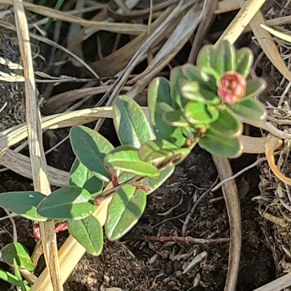 Vaccinium macrocarpon (American Cranberry) (alternate view 10)