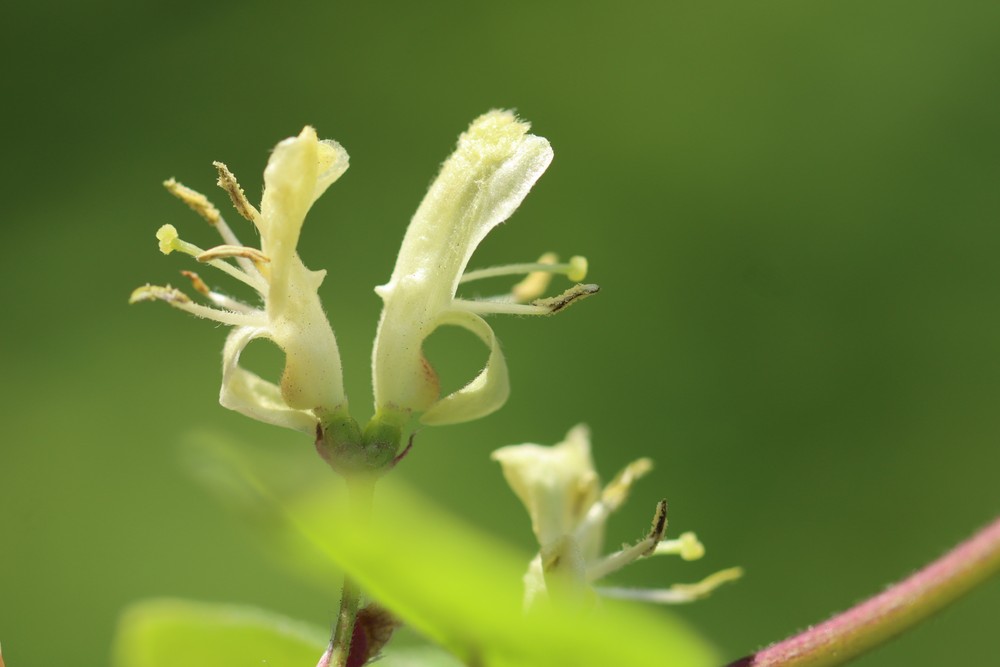 Lonicera xylosteum (Fly Honeysuckle) (alternate view 11)