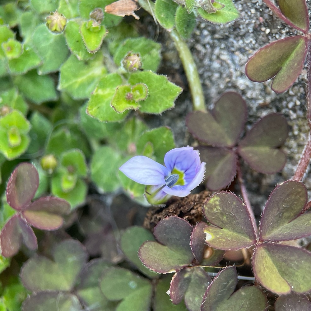 Pratia pedunculata (Blue Star Creeper) (alternate view 3)