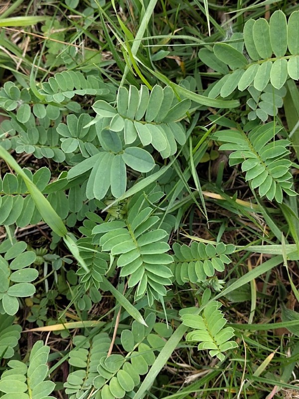 Securigera varia (purple crownvetch) (alternate view 11)