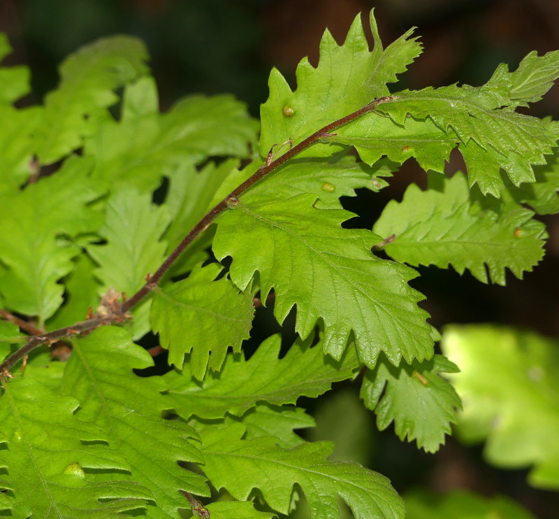 Quercus cerris (Turkey Oak) (alternate view 10)