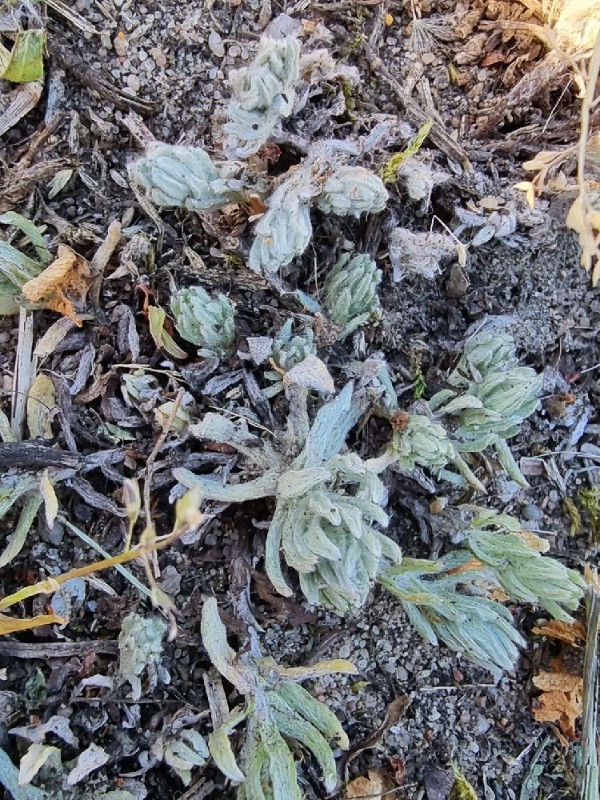 Filago germanica (Common Cudweed) (alternate view 13)