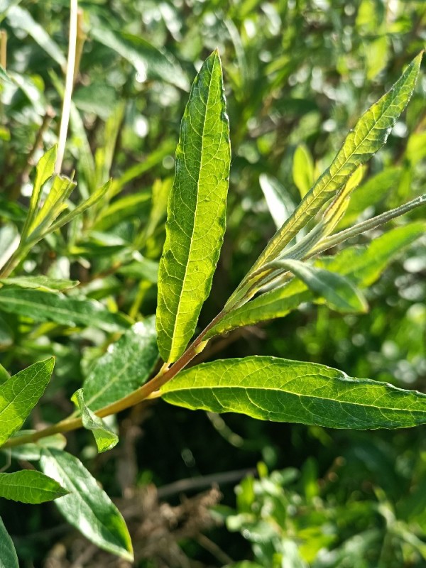 Salix viminalis (basket willow) (alternate view 11)