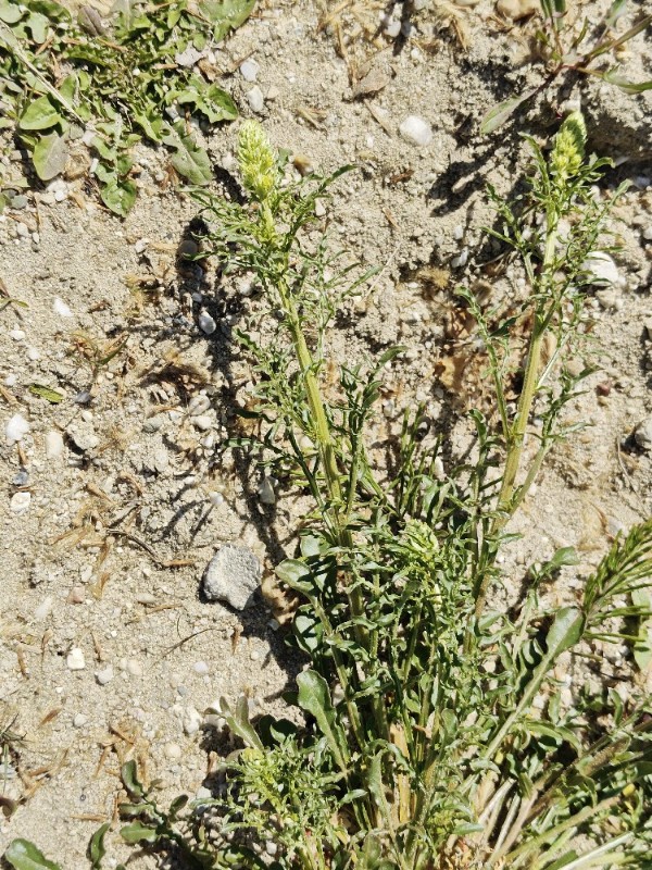 Reseda lutea (Wild Mignonette) (alternate view 12)
