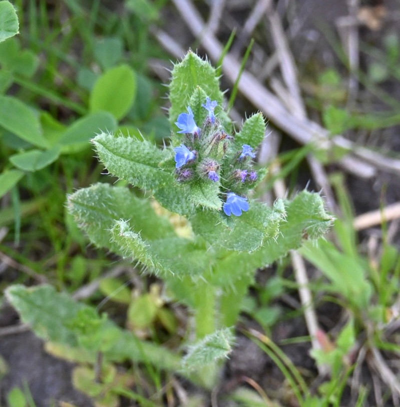 Anchusa arvensis (small bugloss) (alternate view 7)