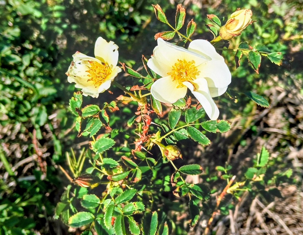 Rosa spinosissima (Burnet Rose) (alternate view 12)