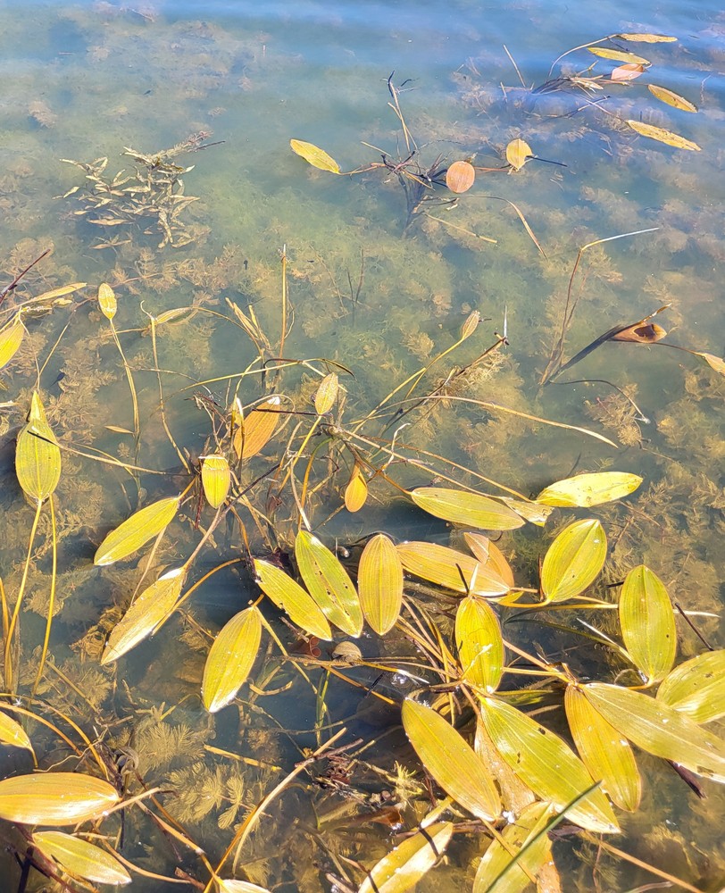 Potamogeton natans (floating-leaved pondweed) (alternate view 13)