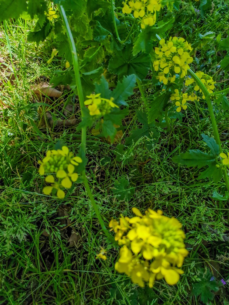 Sinapis alba (White Mustard) (alternate view 11)