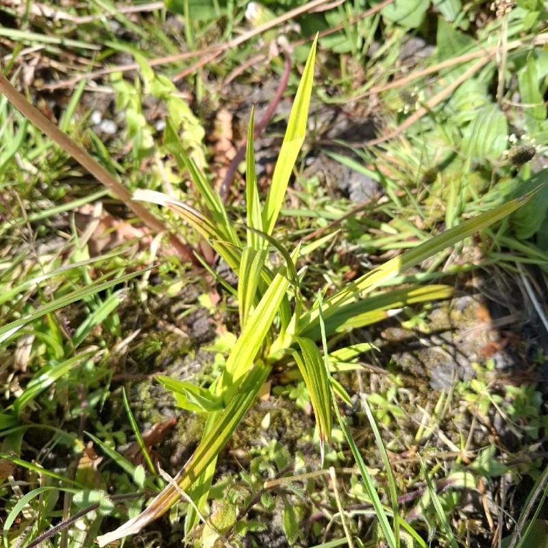 Scirpus (Scirpus Bulrushes) (alternate view 2)