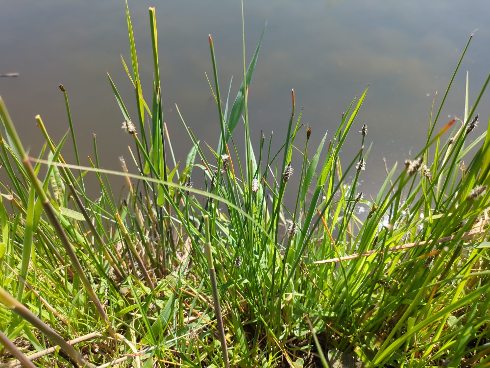 Eleocharis palustris (Common Spikerush)
