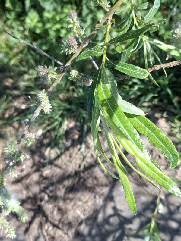 Salix viminalis (basket willow) (alternate view 12)