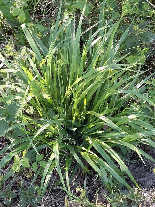 Lolium (Ryegrasses) (alternate view 2)