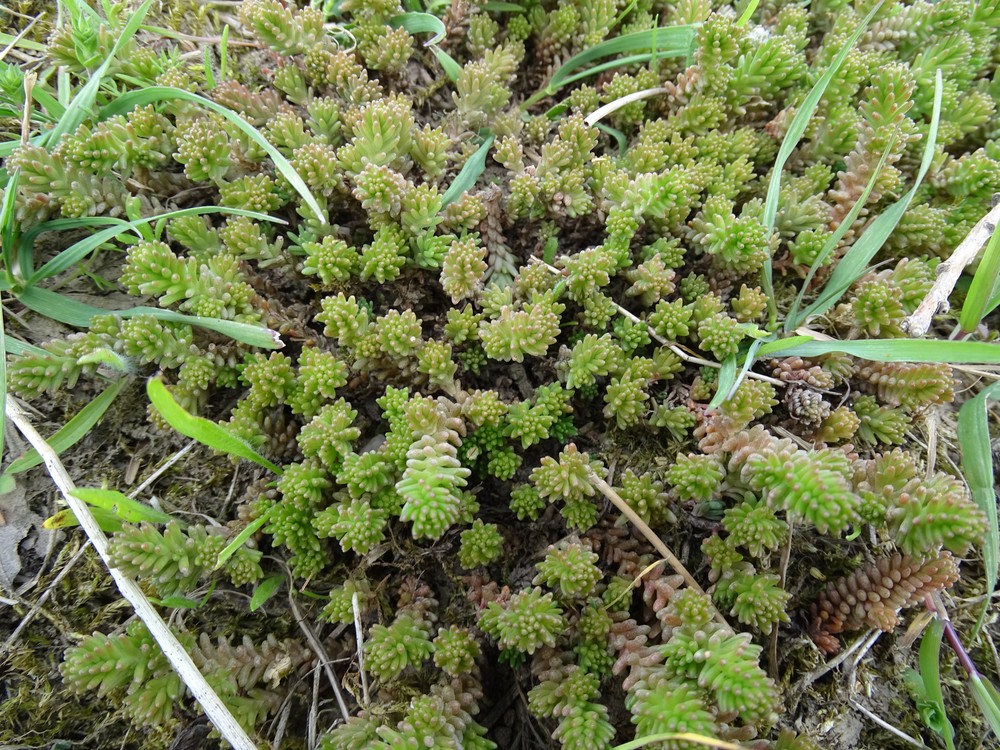Sedum sexangulare (alternate view 3)